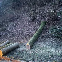 baum2.png