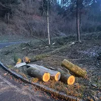 baum1.png
